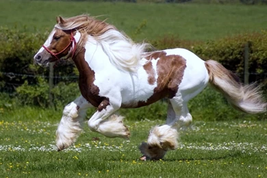 Wild White Horses   Wallpaper.