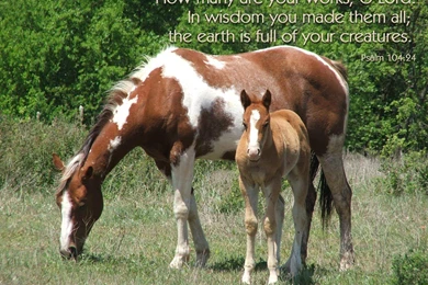 Wild Horses Desktop Wallpapers Wild Horses Pictures Cool Wallpapers ...