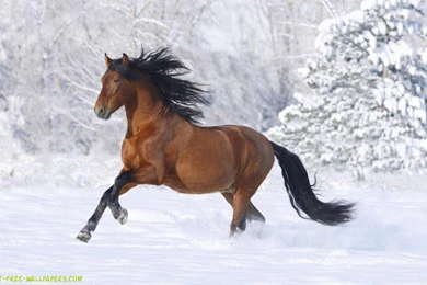 Horse Wallpapers Download