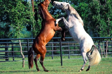 TipTop 3D & HD Wallpapers Collection: Horses Wallpapers