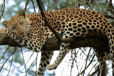 Wild Cats" Wallpapers Collection For Your Desktop   GizmoCrazed