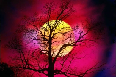 Phone Wallpapers: Nature Widescreen Wallpapers Free Download