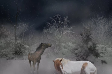 Silent Night. Wallpapers By Cas887 On DeviantArt