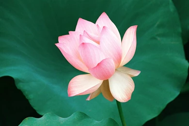Desktop Wallpapers · Gallery · Nature · Indian Lotus Flower
