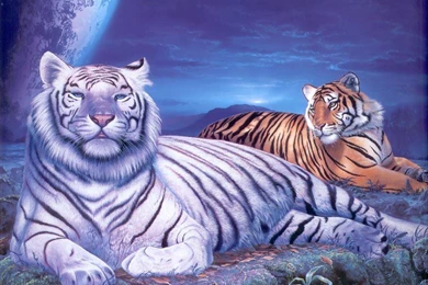 Big Cats Of The Wild   (