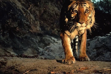 Animals   Wildcats 1024x768 High Resolution Wallpapers