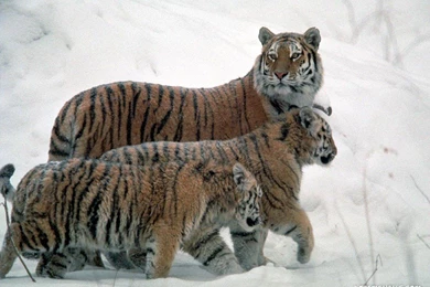 Cats: Wild Cats Animals Nature Wild Cats Best Wallpapers For HD 16 ...