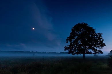 SuperHD.pics: Silent Night Mist Sky Nature Alone Tree Dark Desktop ...