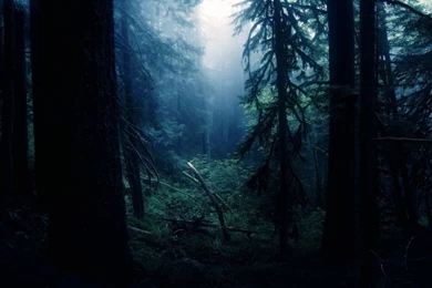 Silent Night In The Forest, Tree, Nature, 1920x1080 HD Wallpapers ...