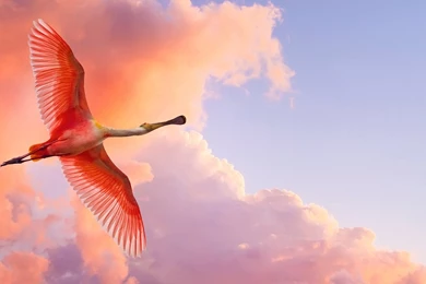 Pink Bird Flying