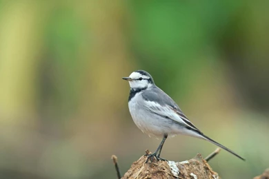 Download Wallpapers 3840x2160 Bird, Background, Blur 4K Ultra HD HD ...