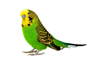 Green Bird White Backgrounds