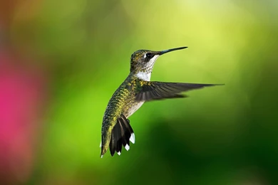 Download Wallpapers 3840x2160 Hummingbird, Bird, Background, Flight ...