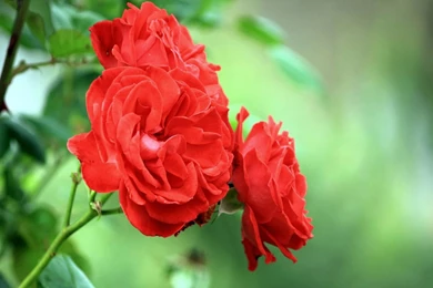 Red Flower Wallpapers