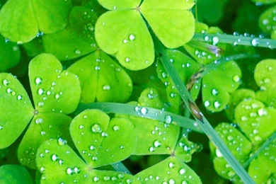 Irish Clovers iPhone 6 Wallpapers