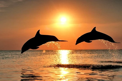 Sunset The Sunset Pics Hd Desktop Backgrounds 2015 – Fine HD ...