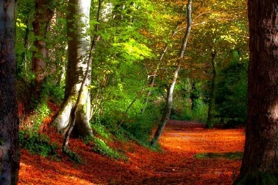 Way Through The Woods In Rathfarnham, Ireland