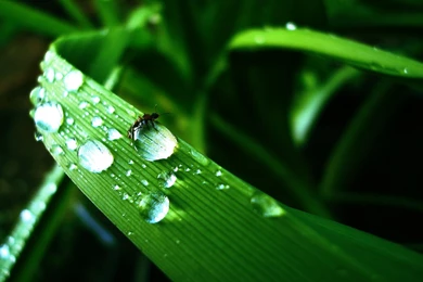 Water Drops HD Images