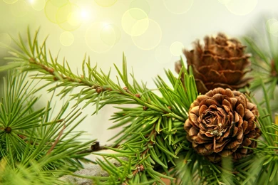 Forests Coniferous Trees In December Images