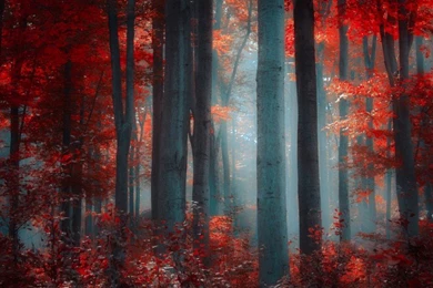 Download Free Desktop Wallpapers: Beautiful Autumn In December ...