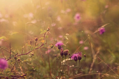 Thistle FieldSamsung Wallpapers Download