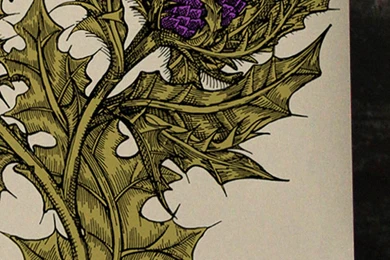 Timorous Beasties Wallcoverings   Grand Thistle Hand Print Wallpapers