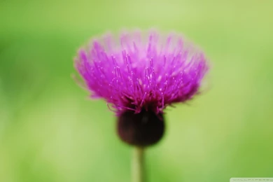 Thistle Flower HD Desktop Wallpapers : High Definition : Fullscreen ...