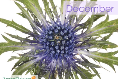 Flower Wallpapers   Flower Delivery   ArenaFlowers.com