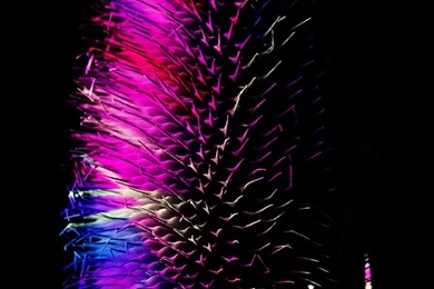 Electric Thistle iPhone 5 Wallpapers (640x1136)