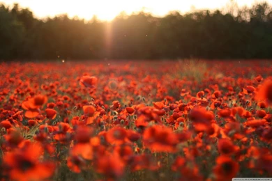 Poppies Meadow HD Desktop Wallpapers : Mobile : Dual Monitor