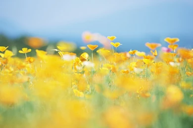 Meadow, 1920x1200 HD Wallpapers And FREE Stock Photo