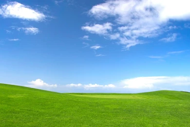 Download Meadow Wallpapers 1280x1024