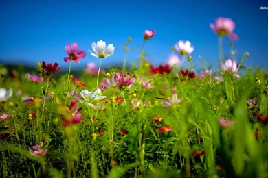 Hd Animal Wallpapers With A Psupero Of Dutch Cows In The Meadow Hd ...