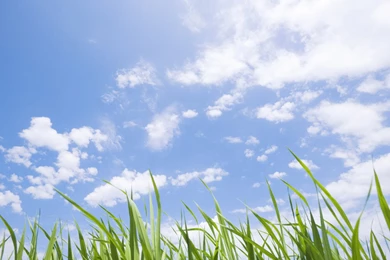 Summer Meadow Scenery   Green Meadow Wallpapers 1280x1024 NO.17 ...