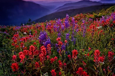 Spring Meadow Wallpapers