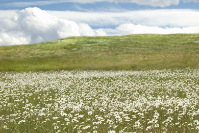 Wallpaper: Hd Wallpapers Meadow