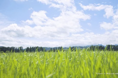 Summer Meadow Scenery   Green Meadow Widescreen Wallpapers ...