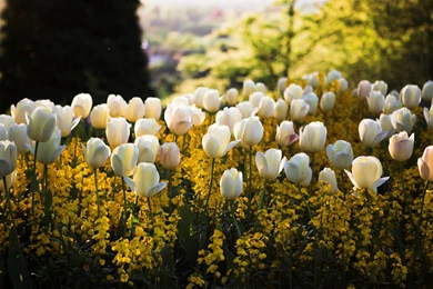 Lovely Spring Meadow Wallpapers