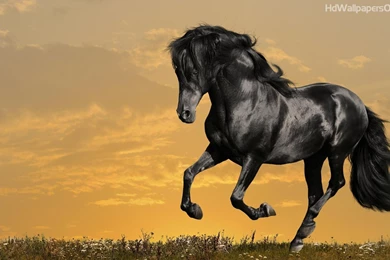 Beautiful Horse Wallpapers Beautiful Horse Wallpapers Hd