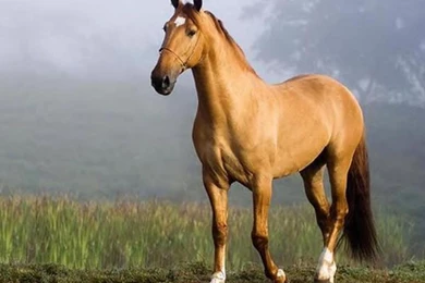 Beautiful Horse Wallpapers   (