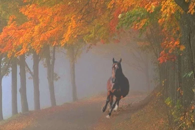 Beautiful Horse   Horses Wallpapers (22410528)   Fanpop