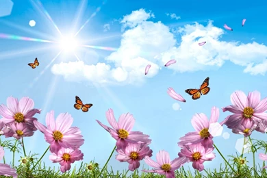 1366x768 Meadow Butterflies Wallpapers
