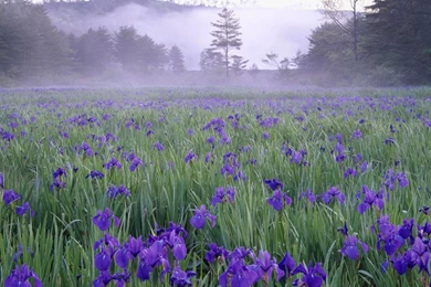 Download Wallpapers Iris Meadow In The Mist Near Hiroshima (1366 X ...