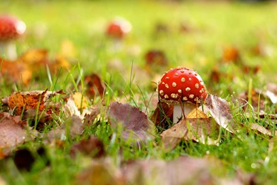 Amanita In The Meadow Wallpapers And Images   Wallpapers, Pictures ...