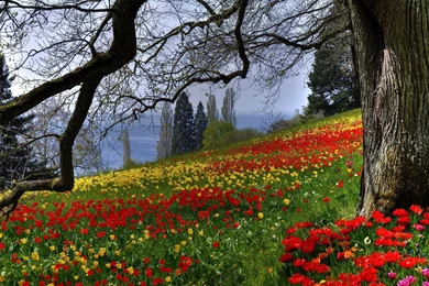 Free Flower Meadow Wallpapers