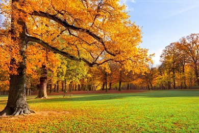 Trees Meadow Park Park Foliage Golden Autumn Wallpapers