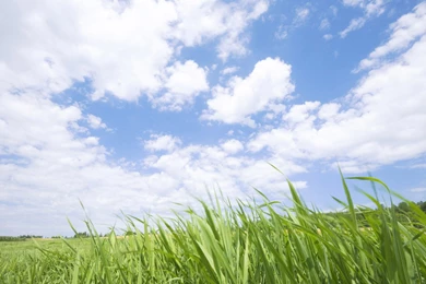 Summer Meadow Scenery   Green Meadow Wallpapers 1280x1024 NO.7 ...