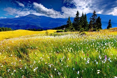 Spring Meadow Wallpapers