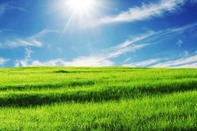 Sunny Meadow Green Wallpaper, Green Backgrounds, Pictures And Images