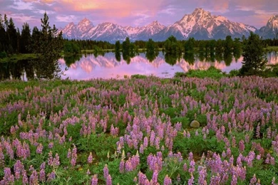 Mountains, Lake, Pink Flowers, Meadow, Fields, Water Reflection ...